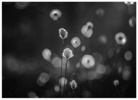 Sklenený obraz - Cottongrass na lúke (70x50 cm)