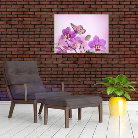 Obraz - Motýľ na kvetoch orchidey, lila (70x50 cm)