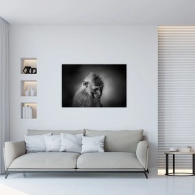 Obraz - Opička (90x60 cm)