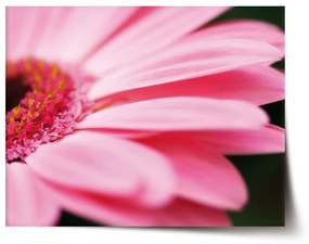 Sablio Plagát Ružová gerbera - 60x40 cm