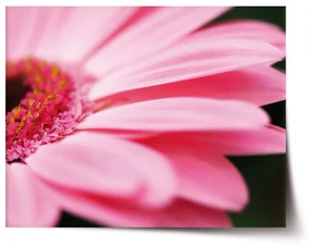 Sablio Plagát Ružová gerbera - 60x40 cm