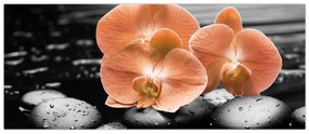 Obraz - Oranžové orchidey (120x50 cm)