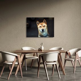 Sklenený obraz psa (70x50 cm)