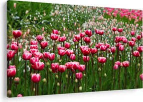 Obraz tulipánov (90x60 cm)