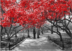 Sklenený obraz - Červené stromy, Central Park, New York (70x50 cm)