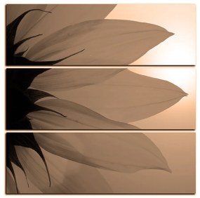 Obraz na plátne - Slnečnica kvet - štvorec 3201FD (75x75 cm)