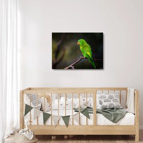 Sklenený obraz papagája na vetve (70x50 cm)