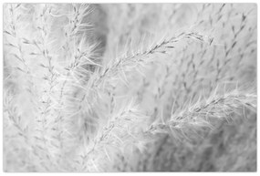 Obraz - Pampas grass N⁰1 (90x60 cm)