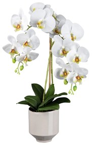 Gasper Orchidea v keramickom kvetináči, 60 cm, biela