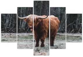 Obraz - Škótska krava 2 (150x105 cm)