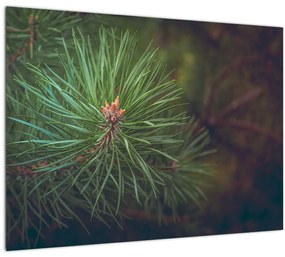 Obraz - Detail borovice (70x50 cm)