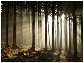 Artgeist Fototapeta - Coniferous forest Veľkosť: 350x270, Verzia: Premium