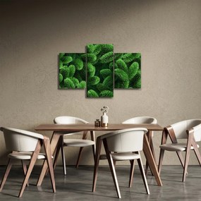 Obraz - Vetvičky ihličnanu (90x60 cm)