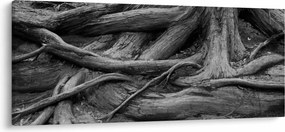 Obraz - Korene stromu (120x50 cm)
