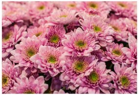 Fototapeta Vliesová Ružové chryzantémy 416x254 cm