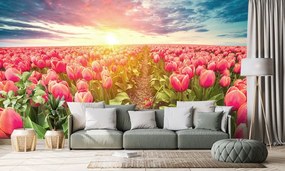 Samolepiaca tapeta východ slnka nad lúkou s tulipánmi - 300x200