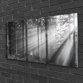 Skleneny obraz Les príroda lúče slnka 120x60 cm