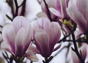Obraz - Magnolie (70x50 cm)