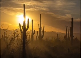 Obraz - Kaktusy Saguaro (70x50 cm)