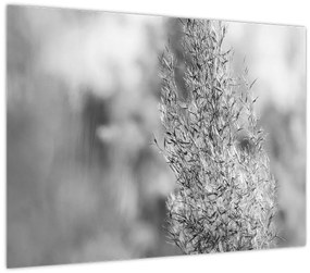 Obraz - Boho pampas grass (70x50 cm)