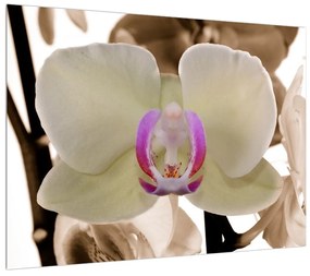Obraz kvetov orchidee (70x50 cm)