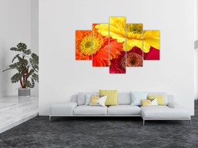 Obraz - Kvety Gerbery (150x105 cm)