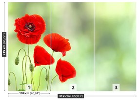 Fototapeta Vliesová Červené vlčie maky 208x146 cm