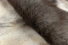 Koberec RENIFER POK017 sivý / biely