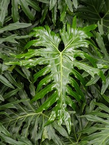 Philodendron Selloum Bush 24x120 cm