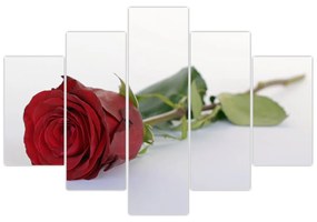 Obraz červené ruže