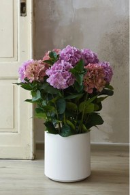 Umelá hortenzia HYDRANGEA v bielom kvetináči, výška 78 cm, ružová