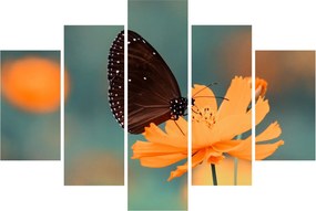 Obraz - motýľ na oranžovom kvete (150x105 cm)