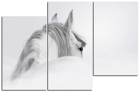 Obraz na plátne - Andalúzsky kôň v hmle 1219D (150x100 cm)