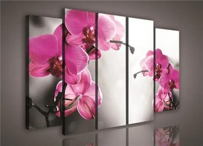 Obraz na plátne orchidea 150 x 100 cm