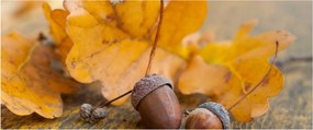 Obraz - Jesenné žalude (120x50 cm)