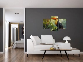 Obraz - Tukan (90x60 cm)