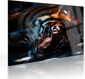 Sklenený obraz ležiaceho tigra (70x50 cm)