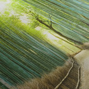 Obraz - Bambusový les (70x50 cm)