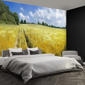 Fototapeta Vliesová Obilné polia 104x70 cm