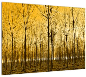 Obraz lesa pri západe slnka (70x50 cm)