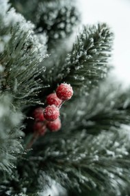 Limpol Borovica Iza s červenými bobuľami zasnežená Výška stromčeka: 240 cm