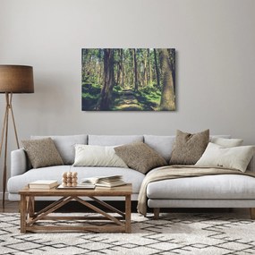 Obraz cesty medzi stromami (90x60 cm)