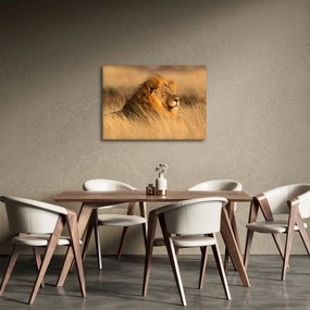 Obraz - Národný park Etosha (70x50 cm)