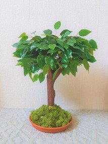 Bonsaj benjamin 60cm