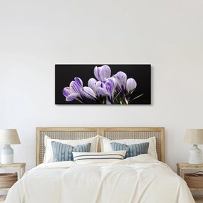 Obraz - Fialové krókusy (120x50 cm)