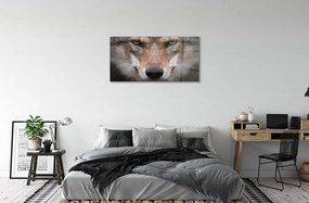 Sklenený obraz wolf Eyes 125x50 cm