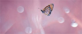 Obraz - Motýlik (120x50 cm)