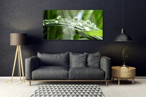 Obraz plexi Tráva rosa kvapky rastlina 120x60 cm