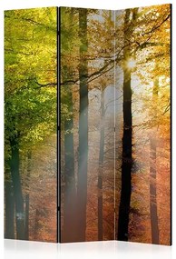 Paraván - Forest Colours [Room Dividers]