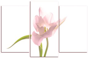 Obraz na plátne - Tulipán 181QC (105x70 cm)